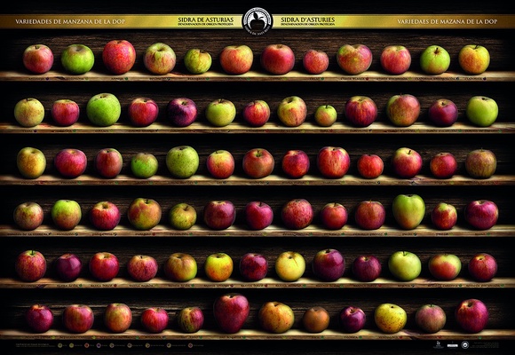 Escanciador Columna Mosaico Manzanas Dop